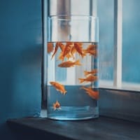 Avatar of Carlos Lim